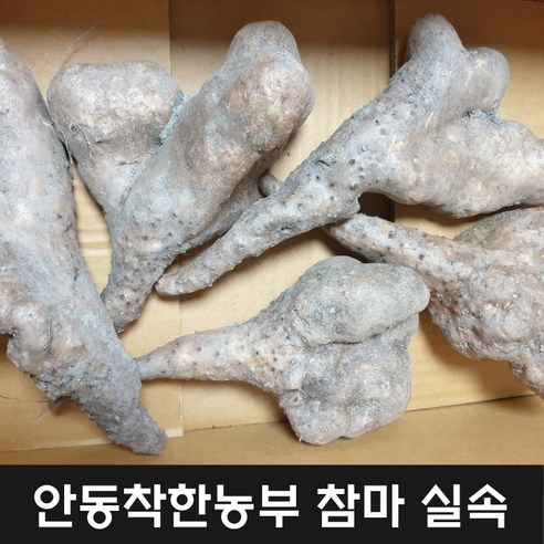 참마실속 5키로 이상(25년 햇마)