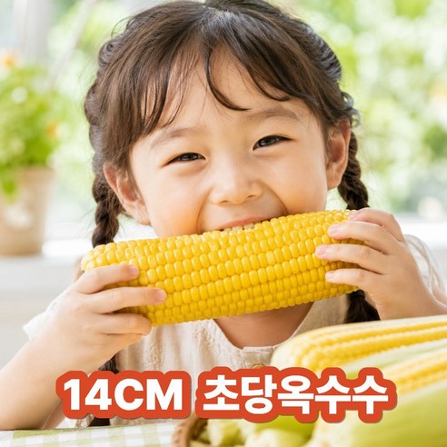 [농가직송] 꿀당도 초당옥수수 특품
