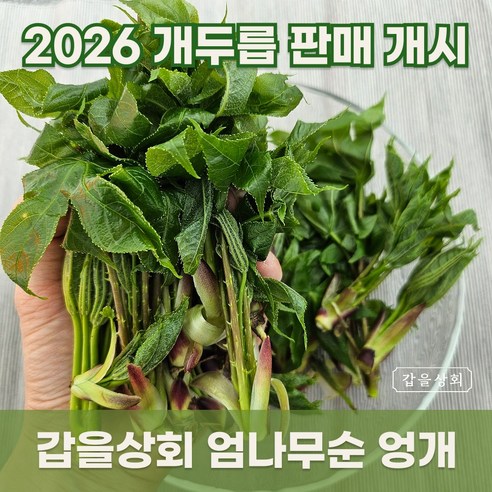 [갑을상회] 지리산 엄나무순 백운산 개두릅 엉개 엉게