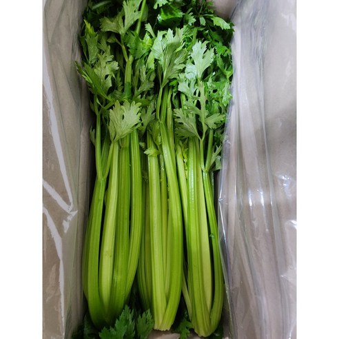 유기농 국내산 샐러리 당일수확 최상급 2kg 3kg 5kg 10kg, 1개, 국내산샐러리 3kg