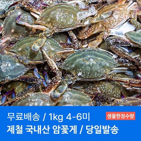 바당수산 국내산 생물 암꽃게, 1개, 국내산 암꽃게 1kg (4-6미)
