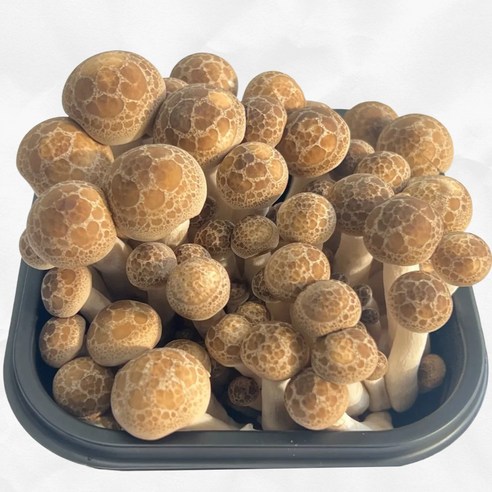 함평 무농약 만가닥 버섯, 햇 송이버, 1박스, 갈색 햇 송이버섯(1팩 150g) 10개