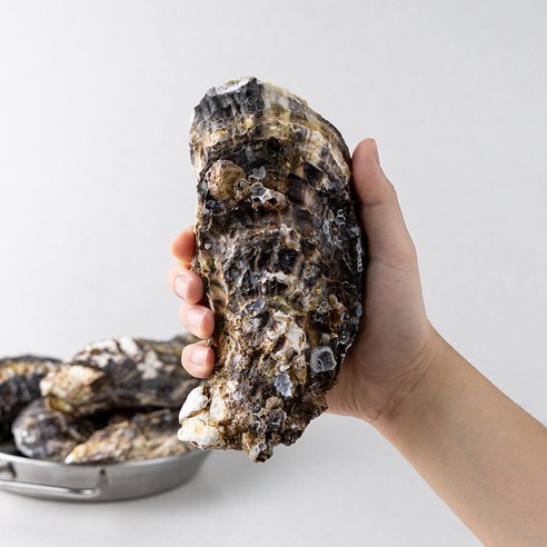 레브 당일작업 산지직송 통영 삼배체 굴 대왕굴, 1개, 4kg