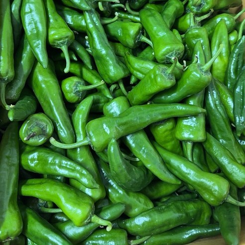 [금성식품]중국고추 중국야채 중국동북고추 매운풋고추 라메이즈고추1kg