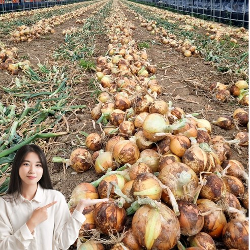 초특가 일등농수산 정품 국내산 경남 양파