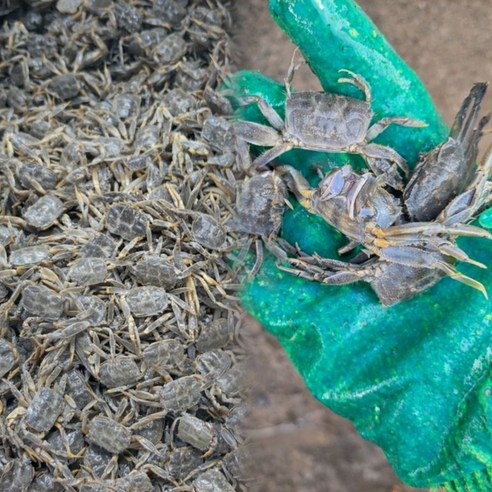 남해안 생물 별량 칠게 산지직송, 6개, 500g (50미내외)