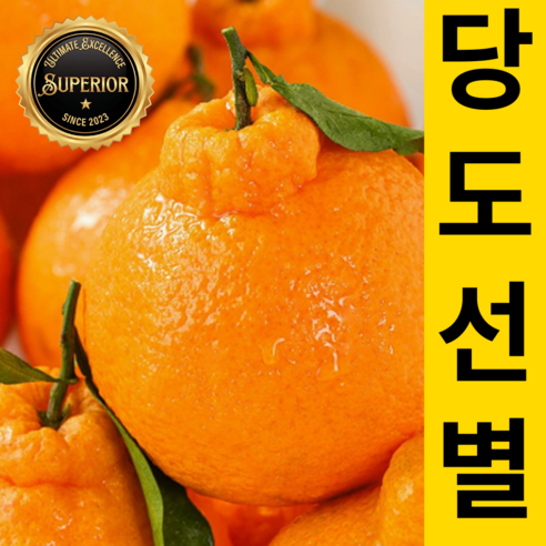 [당도선별] 백화점급 고당도Brix 제주 한라봉
