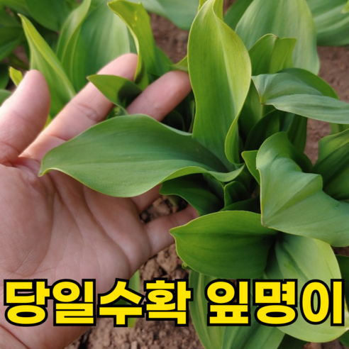[200박스한정특가] 국산 생 명이나물 산마늘, 500g, 1박스