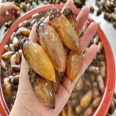 [당일조업] 마산 진동 활 미더덕 500g+500g 횟감 찌개 탕 볶음