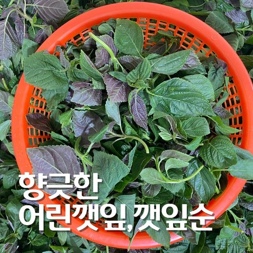 향이가득 어린 깻잎순 500g
