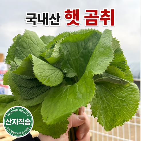 국내산 햇 생 곰취 제철 신선채소 산지직송, 1개, 200g