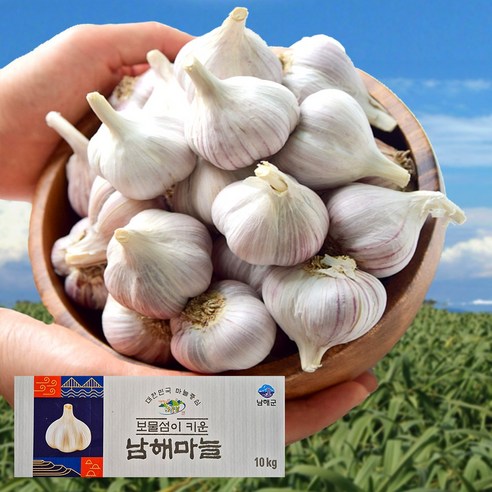남해군농협 햇 마늘 특등급 상등급 보통급 국산 통마늘 피마늘 남도마늘 제철 채소 저장용 김장 요리 garlic