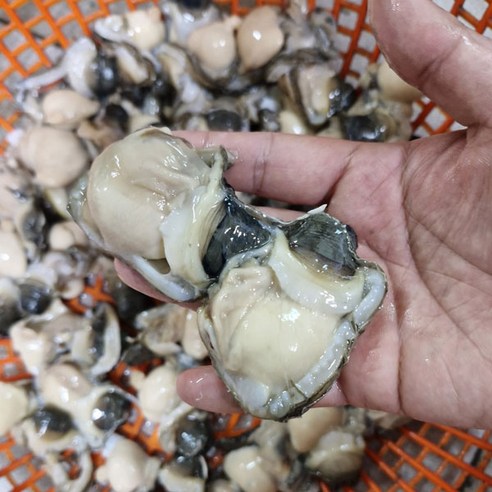 급냉 손질 우럭조개 300g(6-10미)