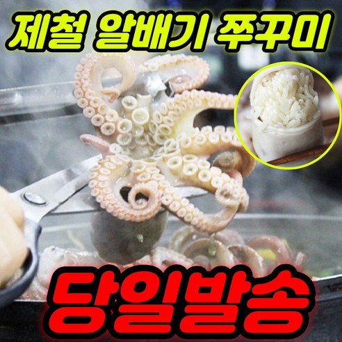 [당일조업] 국내산 제철 알배기 생물 활 쭈꾸미 1kg