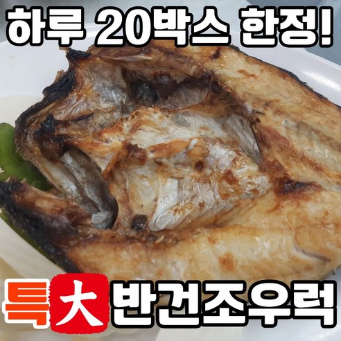 [자연산100%] 반건조 우럭 국산 특대 초특대