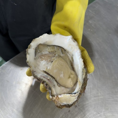 [제니네 제철과일] 통영 산지직송 자연산 바위굴 1kg 5kg 10kg 벚굴, 3개, 바위굴 10kg (11~15미 내외)