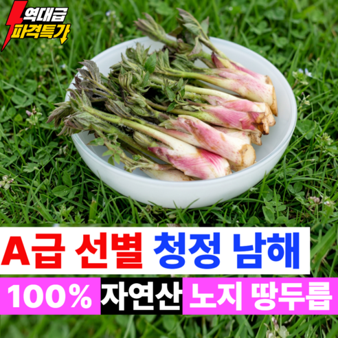 [백화점납품] 국내산 땅두릅 자연산 산지직송