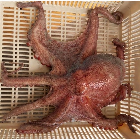 노드포인트 산지직송 당일조업 통영 자연산 돌문어
