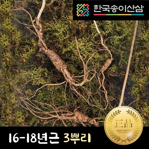 천종삼 천종산삼 한국송이산삼 16-18년근 3뿌리 자연산 산삼 강원도 평창 지종삼 야생삼 산양삼 산삼 15년근 16년근 장내삼 효능 추석 명절 프리미엄 선물 부모님 은사님