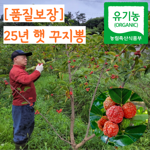 유기농 구찌뽕 꾸지뽕 꾸찌뽕 구지뽕 열매 냉동
