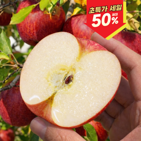 [마지막완판특가] 고당도 농가직송 당도선별 부사사과