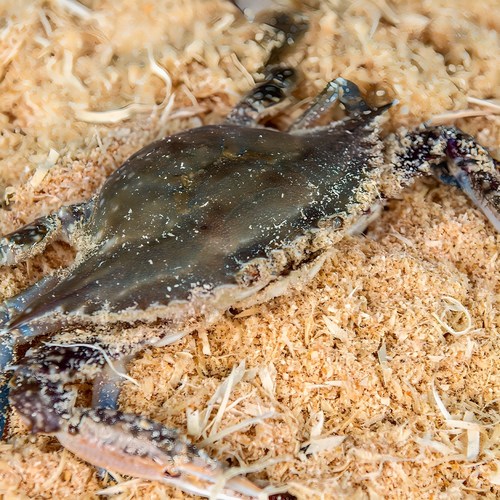 [당일조업] 태안 신진도 활 톱밥꽃게(암수혼입), 1개, 3kg (9~15미)