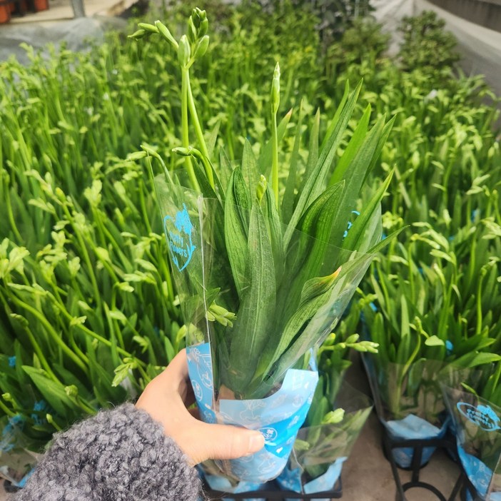 상콤한 향기 후리지아 소품79 구근식물 꽃비종합원예