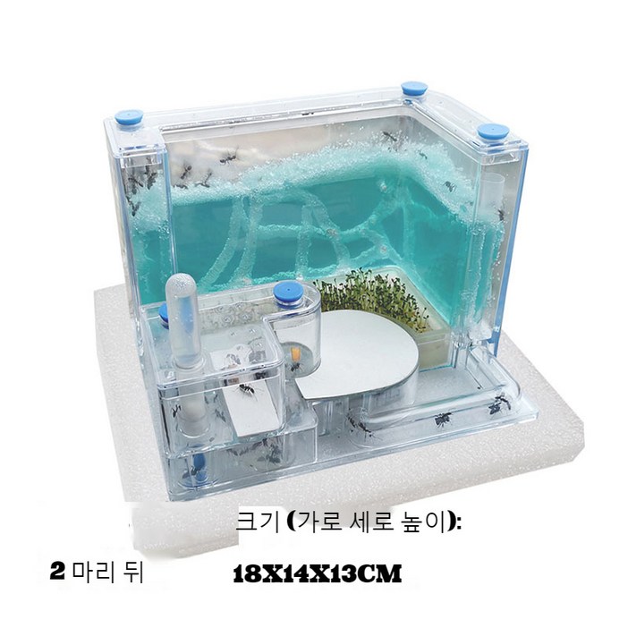 개미집 굴 개미키우기 관찰 사육장 군체 여왕 기르기