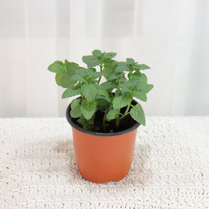 갑조네 페퍼민트 허브 식물 키우기 실내 공기정화식물