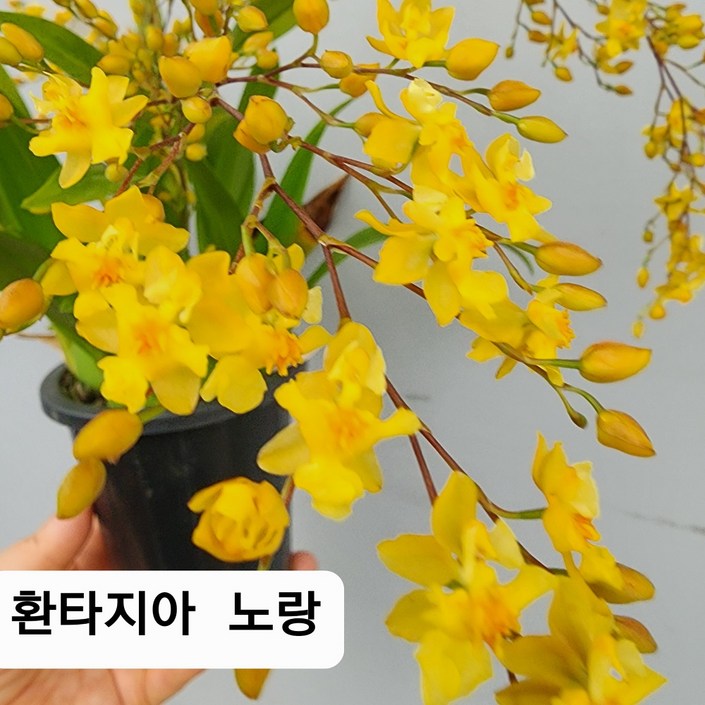 환타지아 상신골드 꽃대가  올라오기 시작했어요