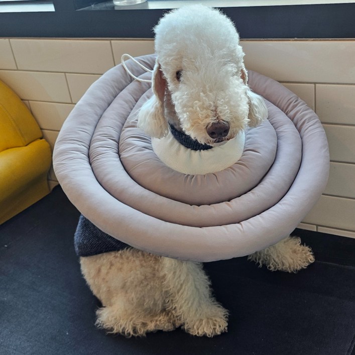 MAAH 강아지 넥카라 대형, 라이트그레이, 1개