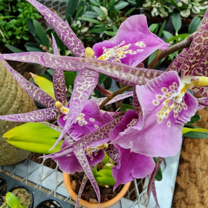 (팜 이연숙TV난원) 밀타시아 이즈미 대품 외대 향이 진하고 꽃이 예쁩니다., 1개