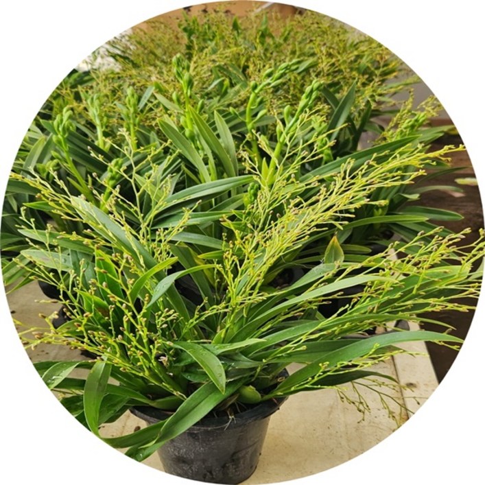 환타지아난 온시디움 고급서양란