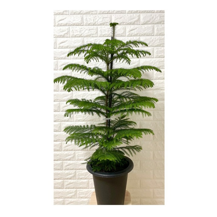 나만의화원 아라우카리아 트리나무 아라우카리아대형