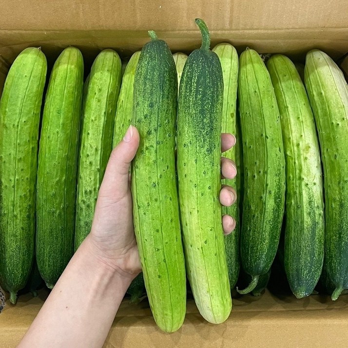 맛통령 백다다기 오이