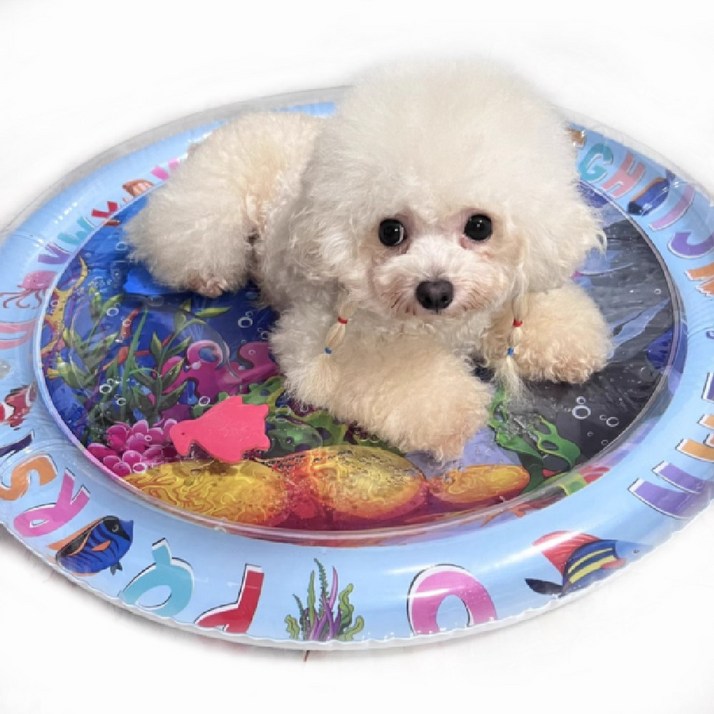 고냥냥 강아지 고양이 물고기 매트 장난감, 1개