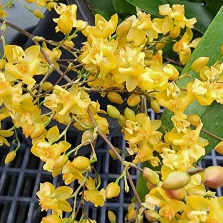 팜 이연숙TV난원 환타지아 상신골드 대품 꽃대1013, 1개