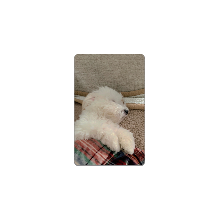 아르토르 Good night 카드스킨