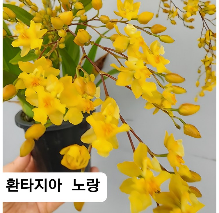 환타지아 상신골드